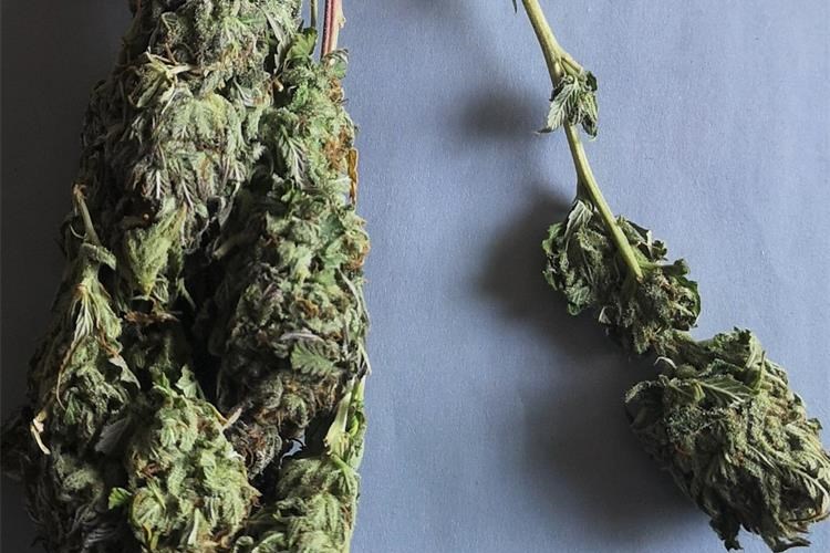 Slika /ILUSTRACIJE MUP NOVE 2021/Marihuana 3.jpg